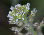 Field pepperweed